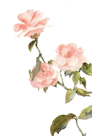 粉色山茶花图片素材