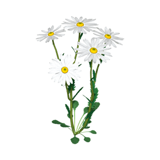 白色菊花图片大全