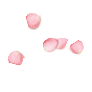 花瓣桃花图片大全