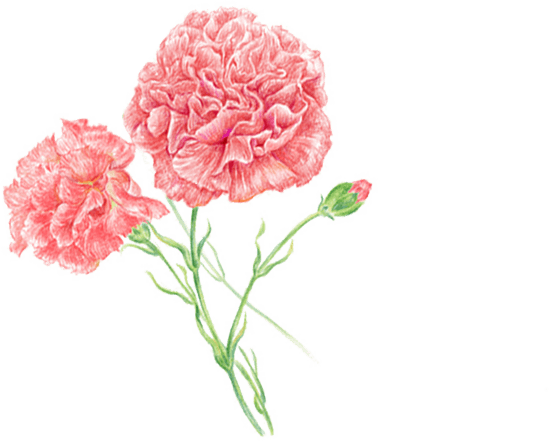 康乃馨图片大全