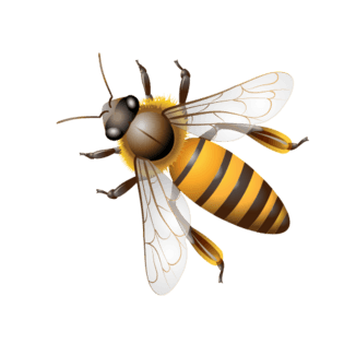 蜜蜂素材图片大全_蜜蜂素材图片素材【png免费下载】-90设计网