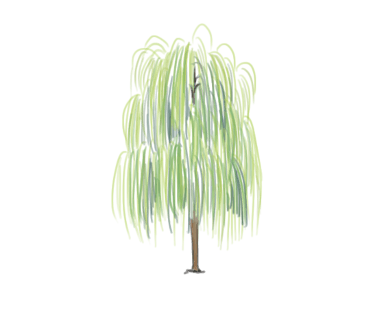 卡通柳树图片大全