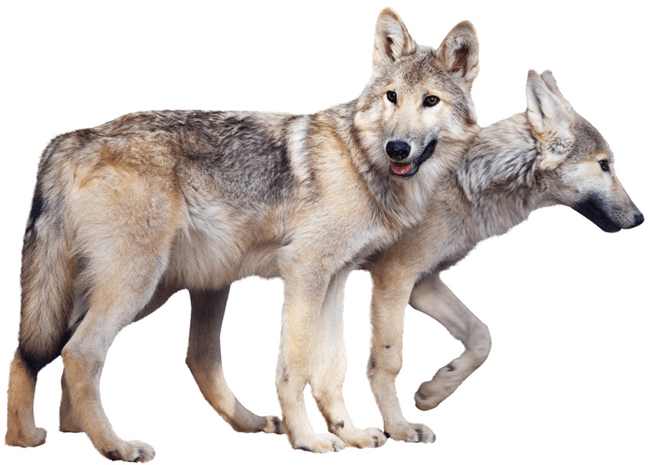 狼素材图片大全