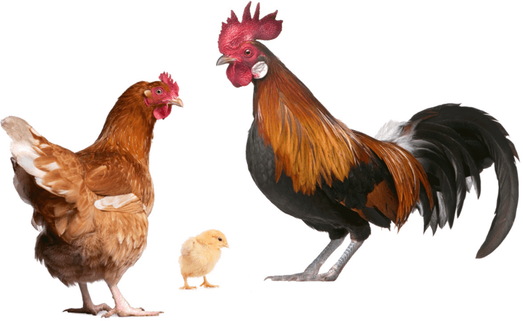 公鸡母鸡小鸡动物素材