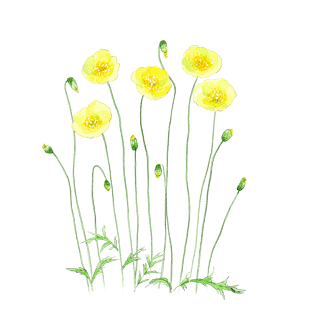 简笔植物图片大全