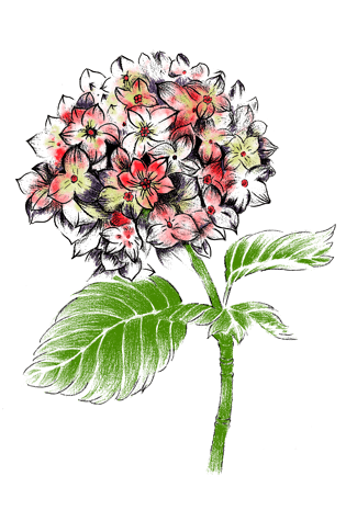 素描手绘花图片大全 素描手绘花图片素材 Png免费下载 90设计网