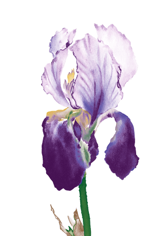 枝花图片大全 枝花图片素材 Png免费下载 90设计网