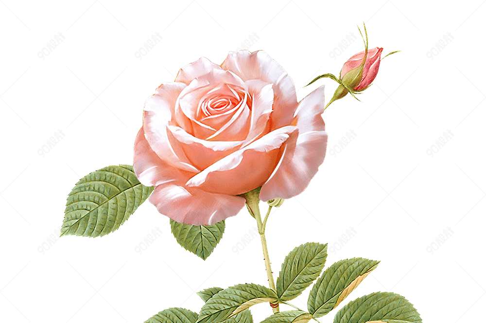 粉色月季花【免抠元素png】-90设计网