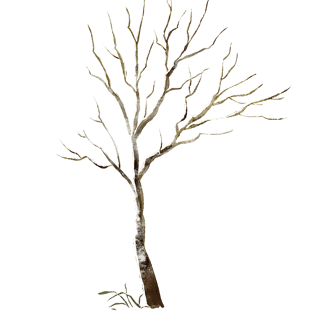 干枯的树枝树木