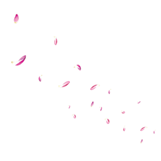 素材落花图片大全