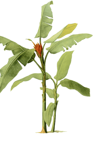 芭蕉树图片大全