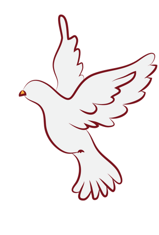 白鸽手绘图片大全