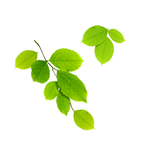 树叶一片图片大全