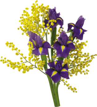 含羞草紫色花朵