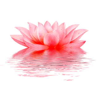 莲花卡通图片大全_莲花卡通图片素材【png免费下载】-90设计网