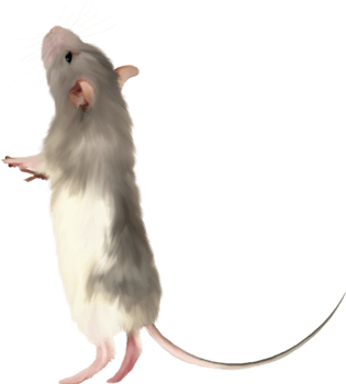 鼠pngpsd2000*2000情侣520恩爱素材pngpsd2000*2000卡通可爱动漫