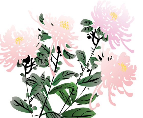 手绘风油画风水彩风菊花