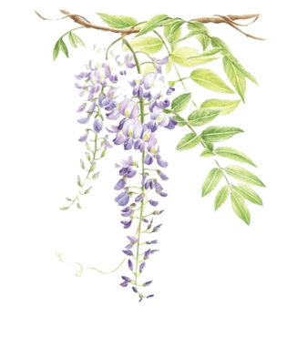 手绘紫藤图片大全
