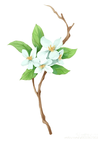 黄栀子花图片大全