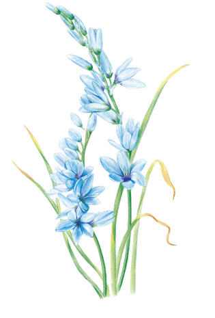 蓝色风铃花卉插画pngpsd2000*2000手绘蓝色唯美花卉pngpsd2000*2000