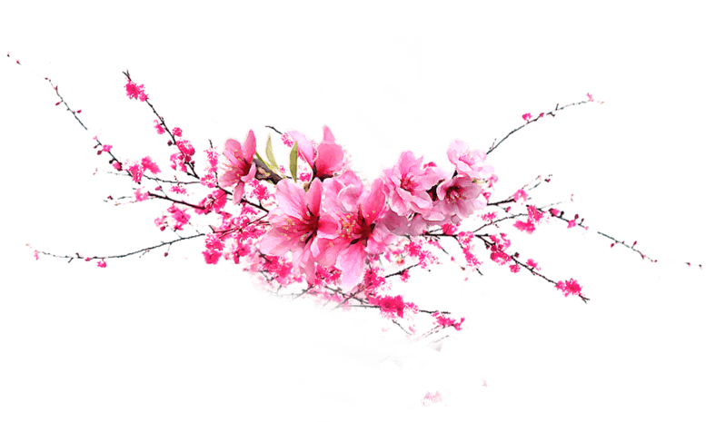 樱花树枝图片大全_樱花树枝图片素材【png免费下载】-90设计网