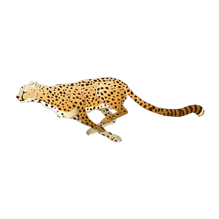 奔跑豹子图片大全