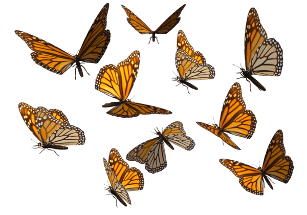 一群蝴蝶图片大全