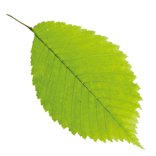 叶子片图片大全