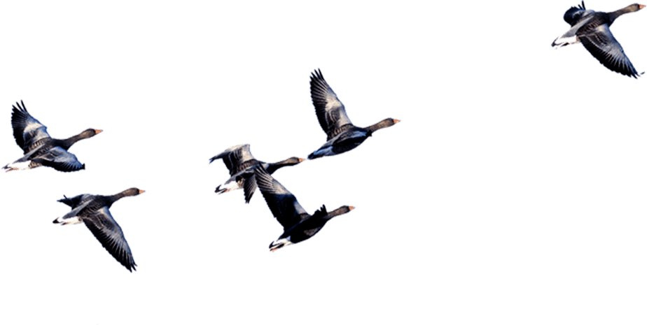 成群结队的大雁pngpsd2000*2000飘絮的卡通手绘的小麦pngpsd2000*2000