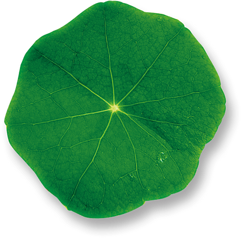 清晰纹路的荷叶