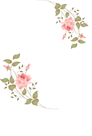 绽放的月季花边框