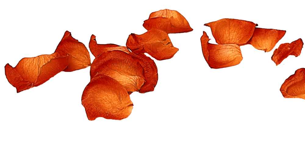 小黄花小黄花水彩黄花漂浮花瓣玫瑰花瓣绿叶黄花卡通小黄花黄花鱼黄