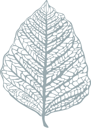 叶脉图片大全