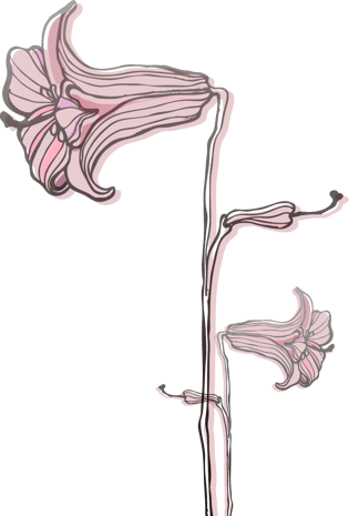 手绘百合图片大全