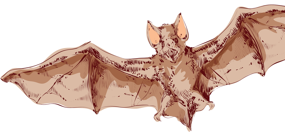 蝙蝠手绘图片大全