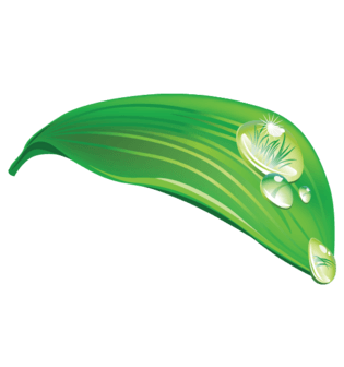 竹子叶子图片大全