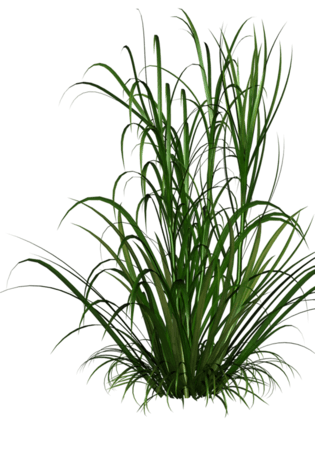 狗尾巴草图片大全_狗尾巴草图片素材【png免费下载】-90设计网