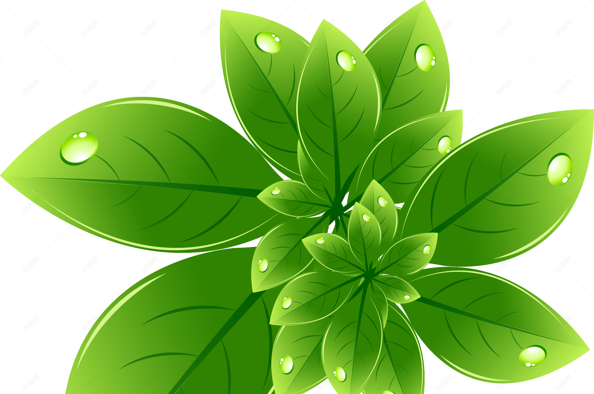 晶莹鲜嫩绿色叶子