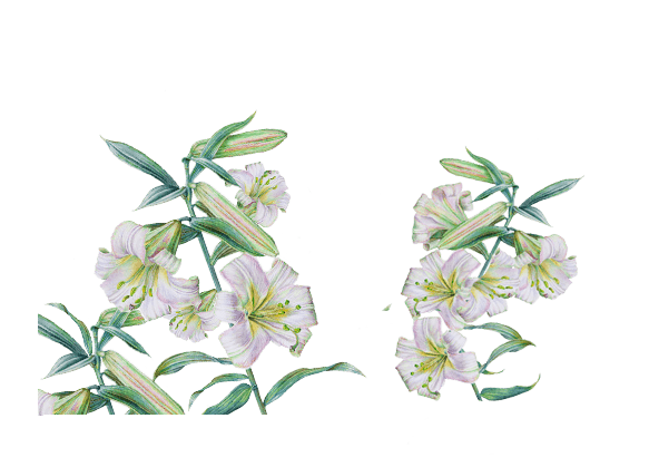 白色百合花图片大全 白色百合花图片素材 Png免费下载 90设计网