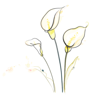 卡通手绘淡色唯美马蹄莲