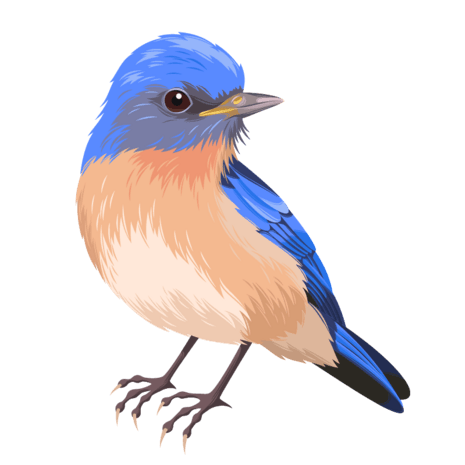 扁平鸽子图片大全