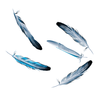 蓝色羽毛图片大全