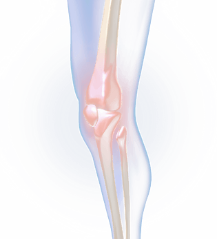 人体关节图片大全