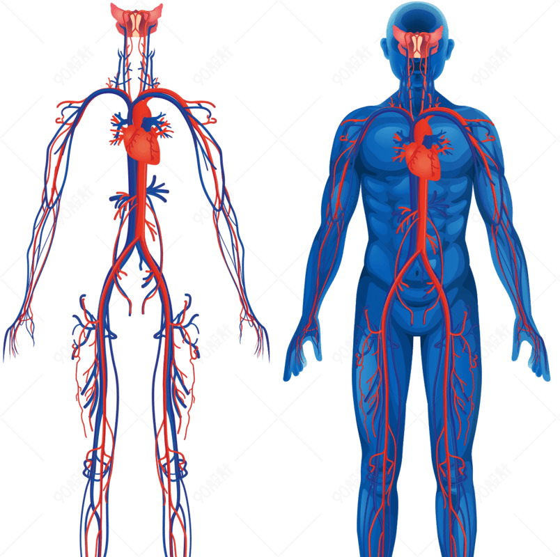 人体血脉结构