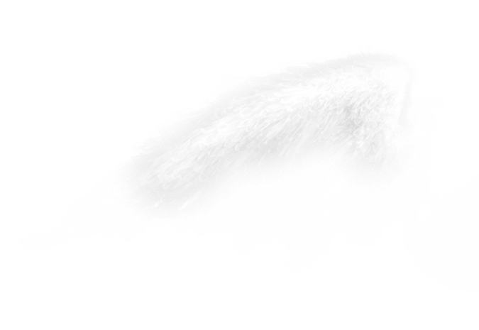 侧面天使翅膀pngpsd2000*2000白鹅pngpsd2000*2000翅膀边框pngpsd2000