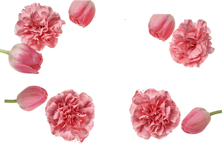 粉色康乃馨图片大全_粉色康乃馨图片素材【png免费下载】-90设计网