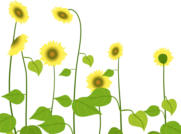 太阳花卡通图片大全