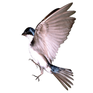 鸟类素材图片大全