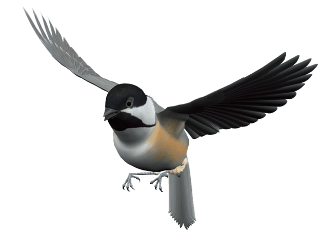 鸟类素材图片大全_鸟类素材图片素材【png免费下载】-90设计网