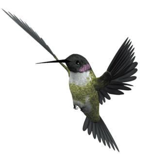 飞翔的小喜鹊鸟pngpsd2000*2000一对小鸟pngpsd2000*2000飞翔的喜鹊鸟